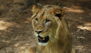 Preview wallpaper lion, mane, fangs, predator