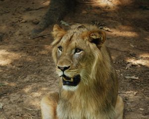 Preview wallpaper lion, mane, fangs, predator
