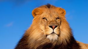 Preview wallpaper lion, mane, grass, wind, lie