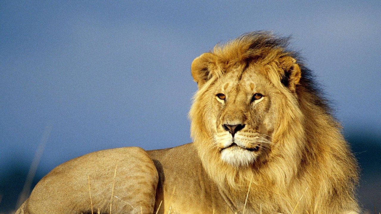 Wallpaper lion, mane, grass, lie, king of beasts