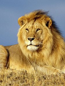 Preview wallpaper lion, mane, grass, lie, king of beasts