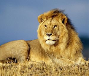 Preview wallpaper lion, mane, grass, lie, king of beasts