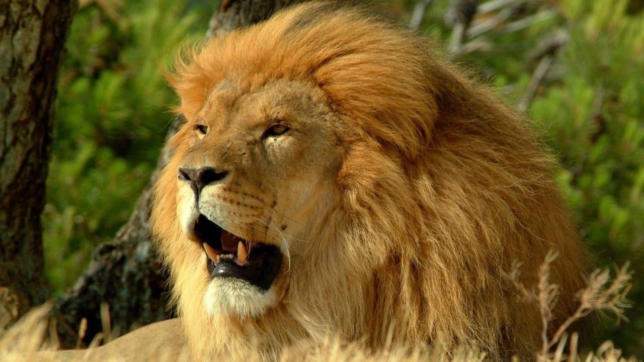 Wallpaper lion, mane, grin, king of beasts, predator