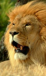 Preview wallpaper lion, mane, grin, king of beasts, predator