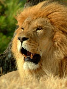 Preview wallpaper lion, mane, grin, king of beasts, predator