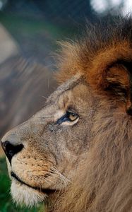 Preview wallpaper lion, mane, head, profile