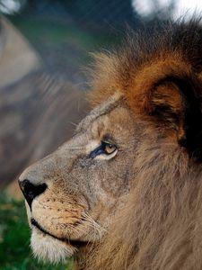 Preview wallpaper lion, mane, head, profile