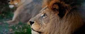 Preview wallpaper lion, mane, head, profile