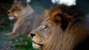Preview wallpaper lion, mane, head, profile