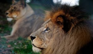 Preview wallpaper lion, mane, head, profile