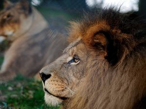Preview wallpaper lion, mane, head, profile