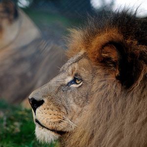 Preview wallpaper lion, mane, head, profile