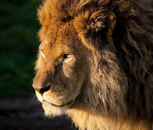 Preview wallpaper lion, mane, head, beautiful