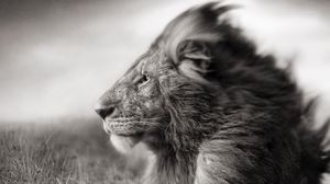 Preview wallpaper lion, mane, muzzle, black white, wind, field