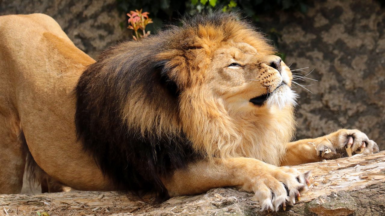 Wallpaper lion, mane, predator