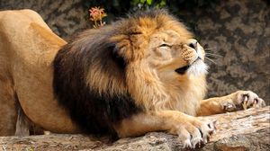 Preview wallpaper lion, mane, predator