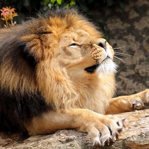 Preview wallpaper lion, mane, predator