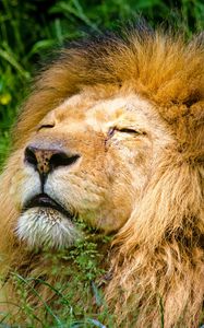 Preview wallpaper lion, mane, predator, muzzle
