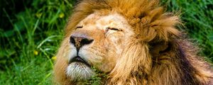 Preview wallpaper lion, mane, predator, muzzle