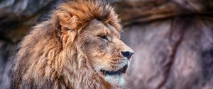 Preview wallpaper lion, mane, predator, wildcat