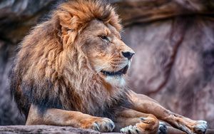 Preview wallpaper lion, mane, predator, wildcat