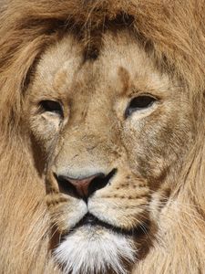 Preview wallpaper lion, mane, predator, big cat