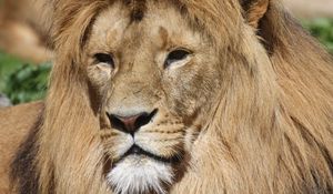 Preview wallpaper lion, mane, predator, big cat