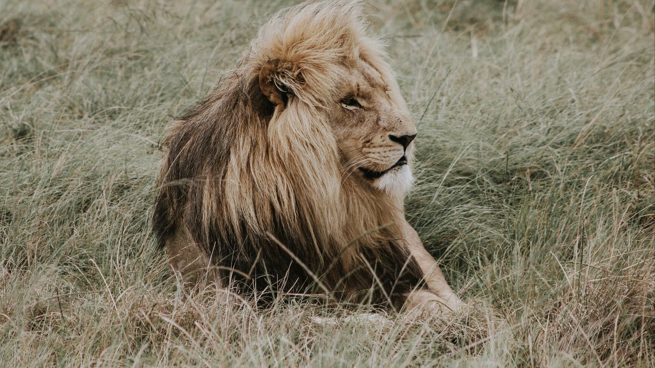 Wallpaper lion, mane, predator, king of beasts