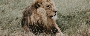 Preview wallpaper lion, mane, predator, king of beasts