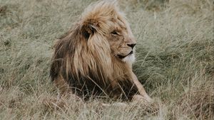 Preview wallpaper lion, mane, predator, king of beasts