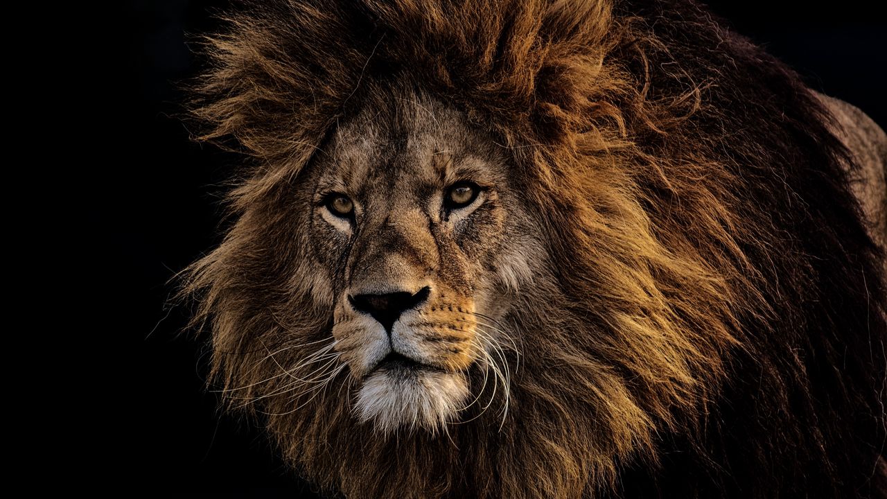 Wallpaper lion, mane, predator, king of beasts, muzzle