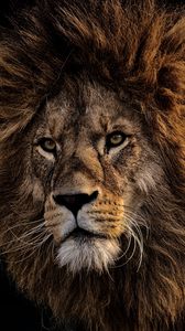 Preview wallpaper lion, mane, predator, king of beasts, muzzle