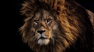 Lion 4k uhd 16:9 wallpapers hd, desktop backgrounds 3840x2160, images and  pictures
