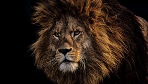 Preview wallpaper lion, mane, predator, king of beasts, muzzle