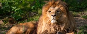 Preview wallpaper lion, mane, predator, big cat, glance