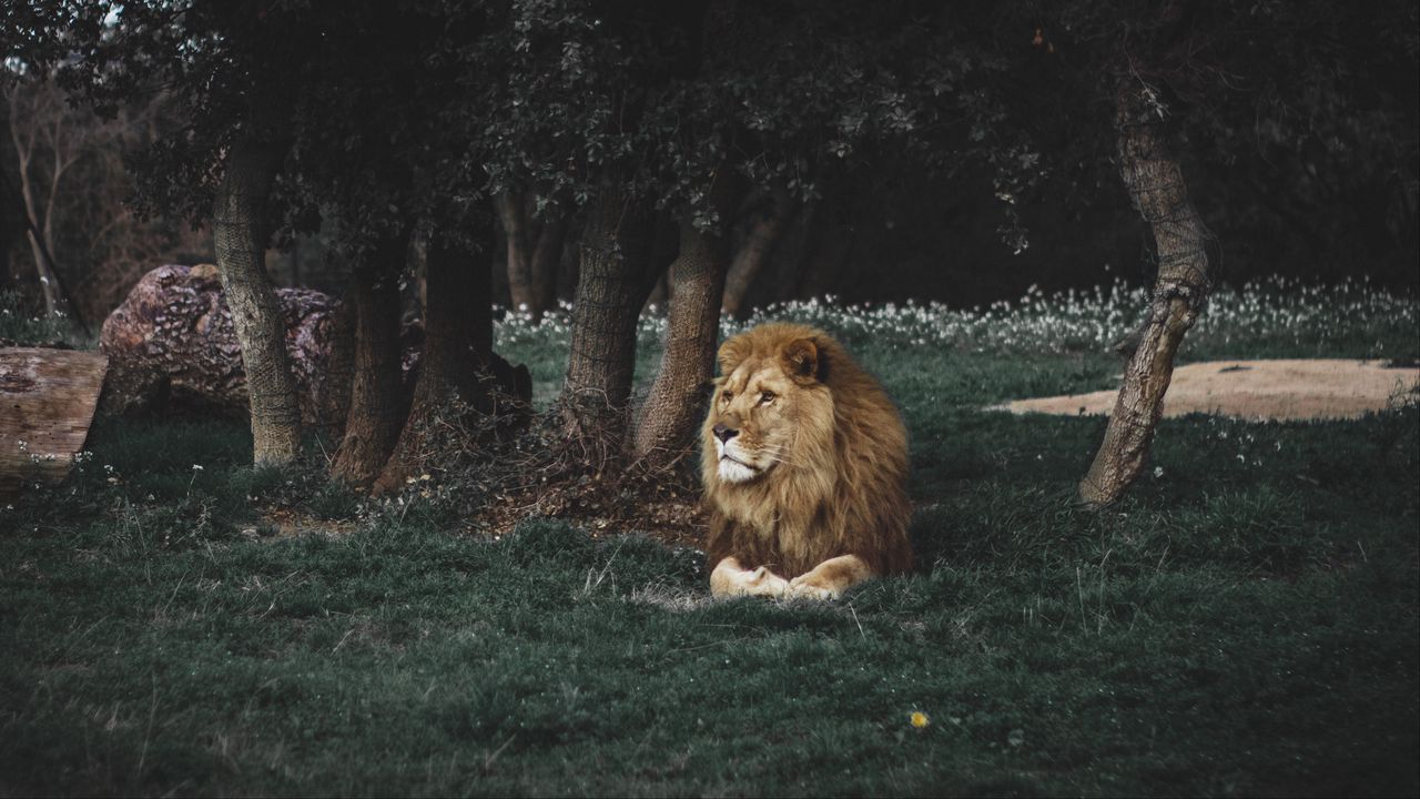 Wallpaper lion, mane, predator, big cat, wildlife