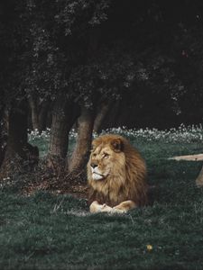 Preview wallpaper lion, mane, predator, big cat, wildlife