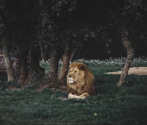 Preview wallpaper lion, mane, predator, big cat, wildlife
