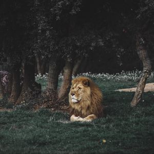 Preview wallpaper lion, mane, predator, big cat, wildlife