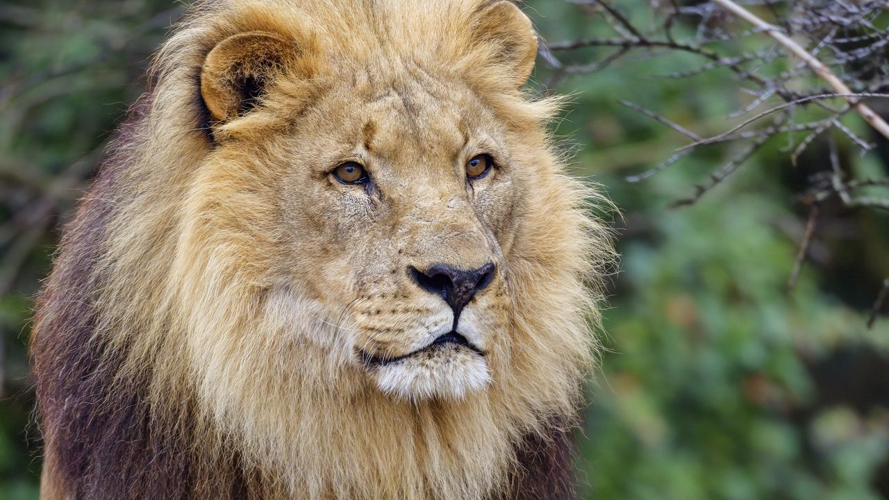 Wallpaper lion, mane, predator, glance, animal, wildlife