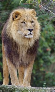 Preview wallpaper lion, mane, predator, glance, animal, wildlife