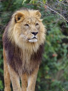 Preview wallpaper lion, mane, predator, glance, animal, wildlife