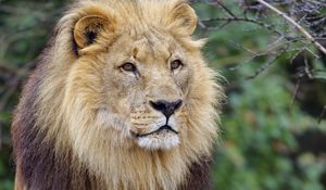 Preview wallpaper lion, mane, predator, glance, animal, wildlife
