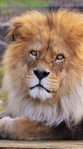 Preview wallpaper lion, mane, predator, lying