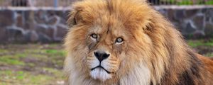Preview wallpaper lion, mane, predator, lying