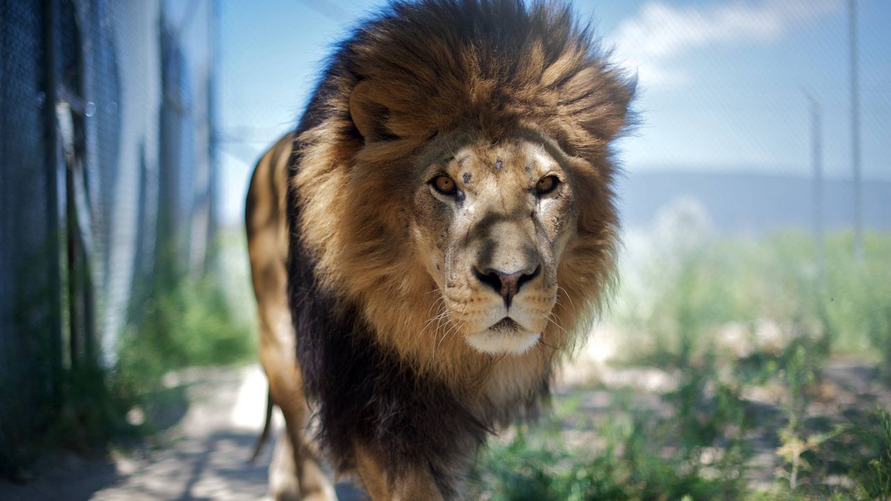 Wallpaper lion, mane, predator, face