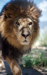 Preview wallpaper lion, mane, predator, face