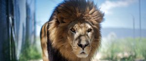 Preview wallpaper lion, mane, predator, face