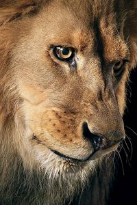 Preview wallpaper lion, mane, predator, dark background