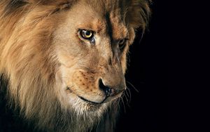 Preview wallpaper lion, mane, predator, dark background